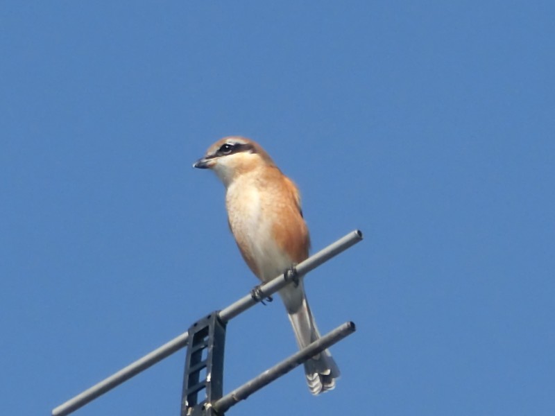  紅尾伯勞鳥特寫圖片