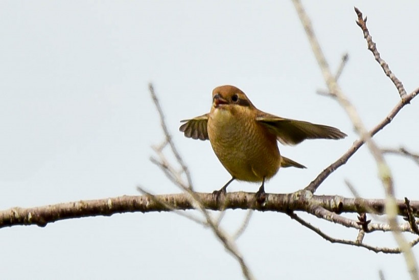  紅尾伯勞鳥特寫圖片