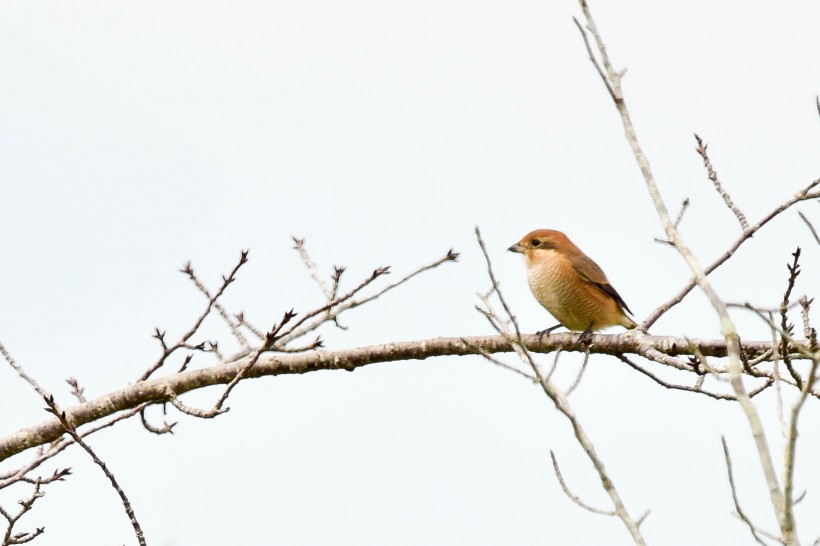  紅尾伯勞鳥特寫圖片