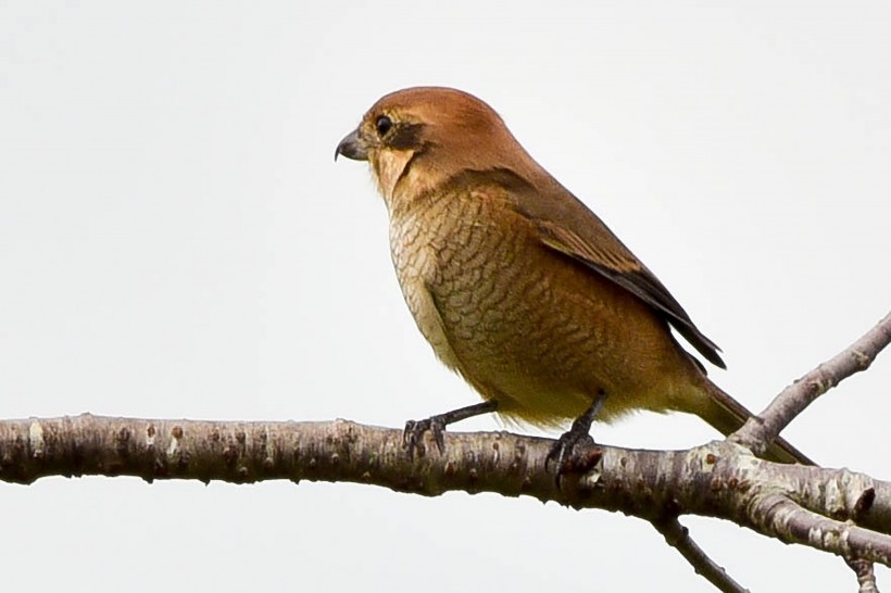  紅尾伯勞鳥特寫圖片