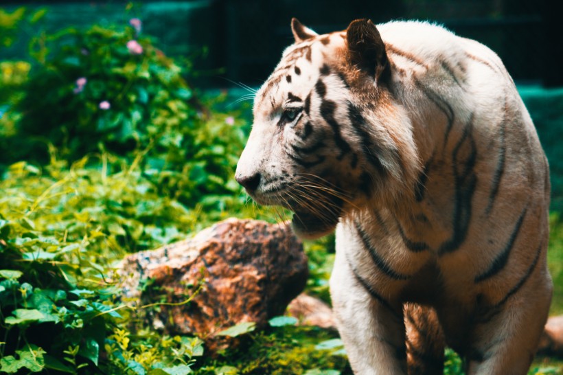 動物園裡的老虎圖片