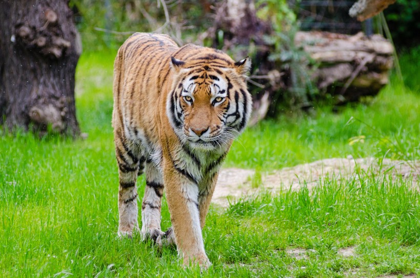 動物園裡的老虎圖片