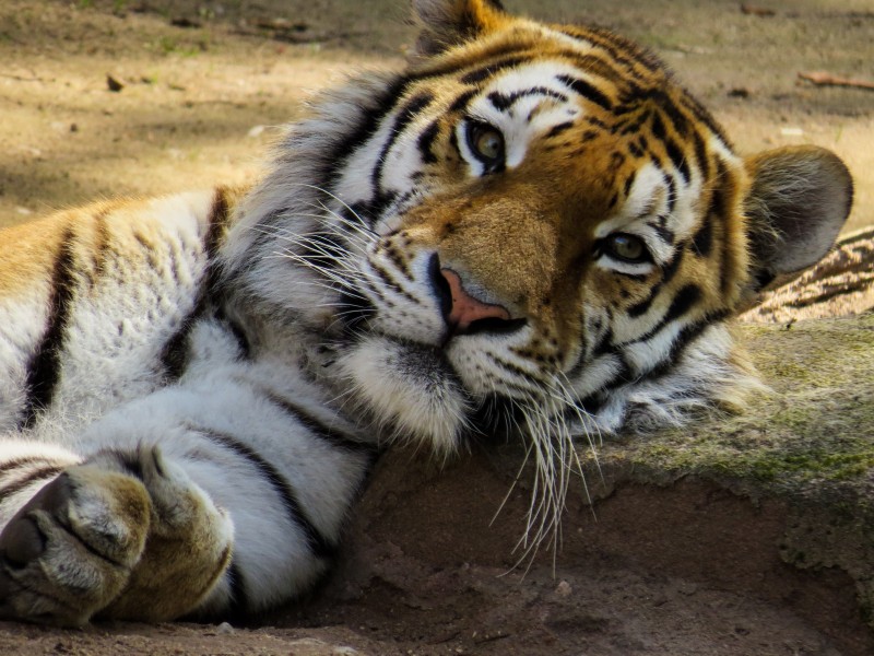 動物園裡的老虎圖片