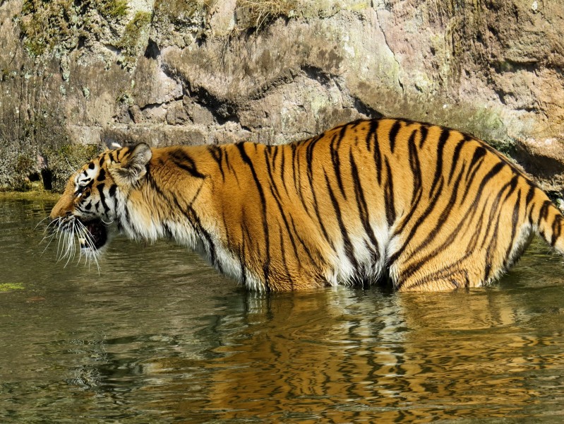 動物園裡的老虎圖片