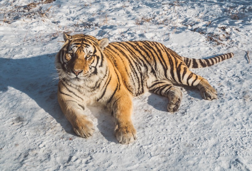 動物園裡的老虎圖片