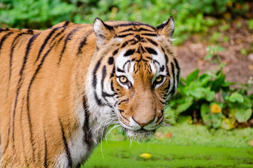 動物園裡的老虎圖片