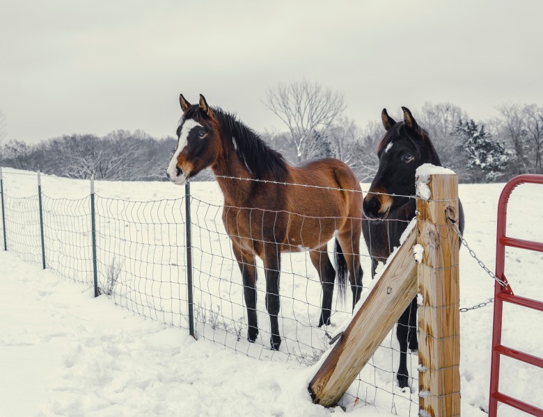 雪地裡的馬圖片