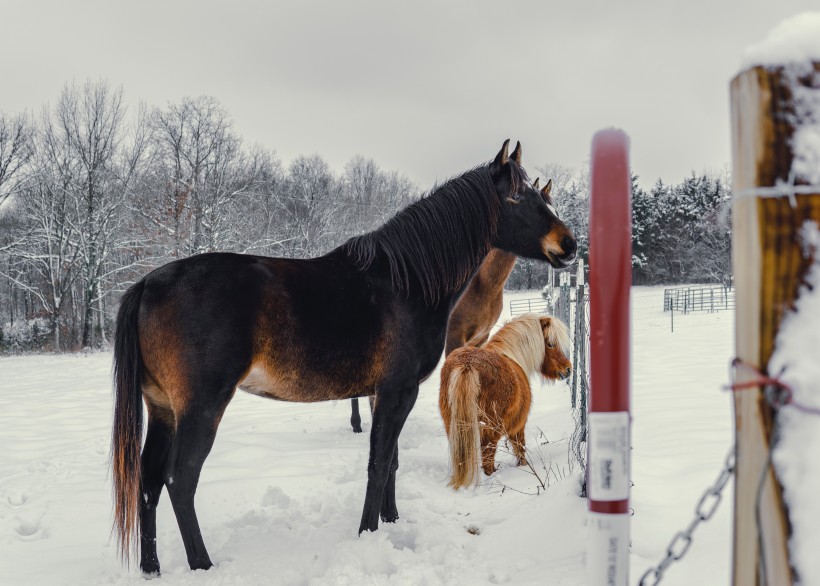 雪地裡的馬圖片