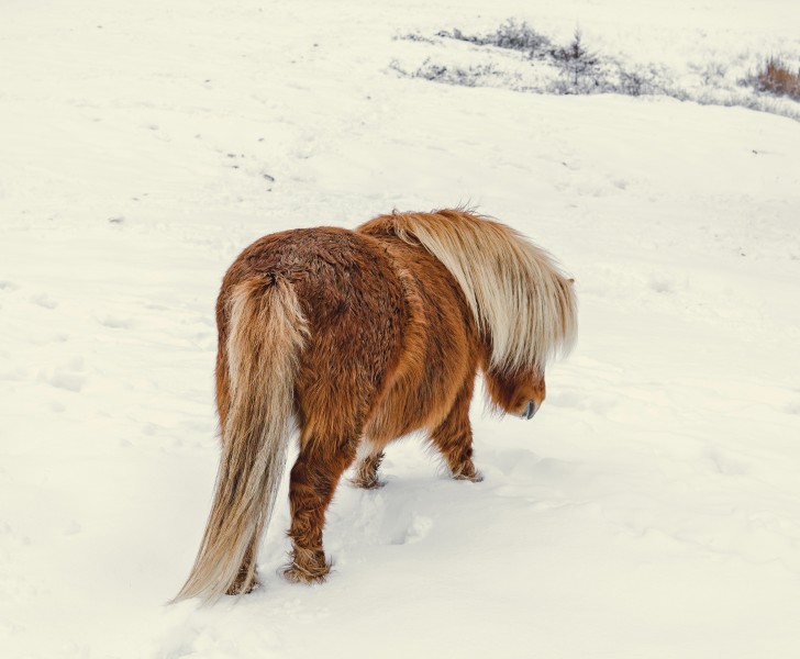 雪地裡的馬圖片