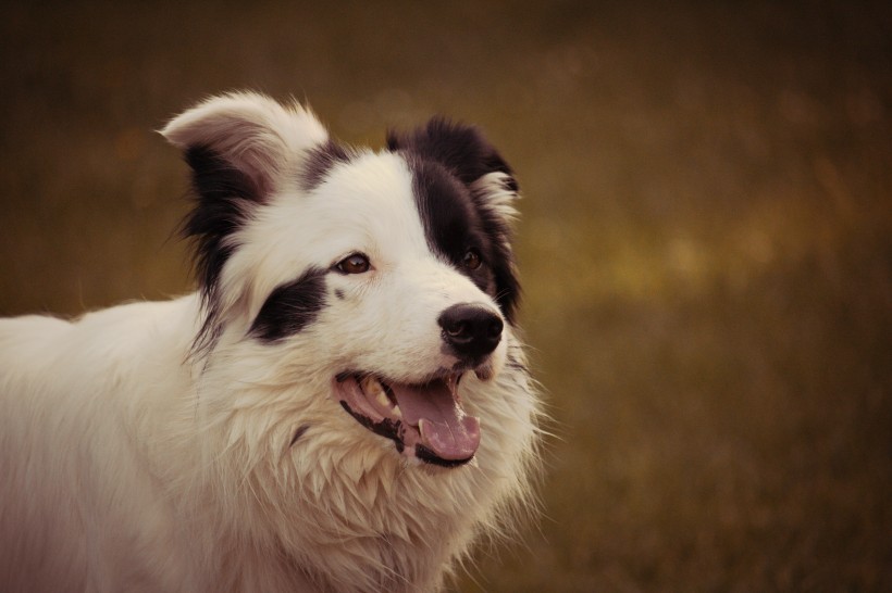 忠誠溫順的牧羊犬圖片