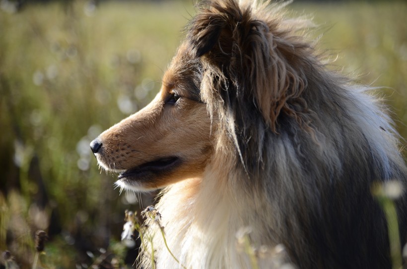 忠誠溫順的牧羊犬圖片