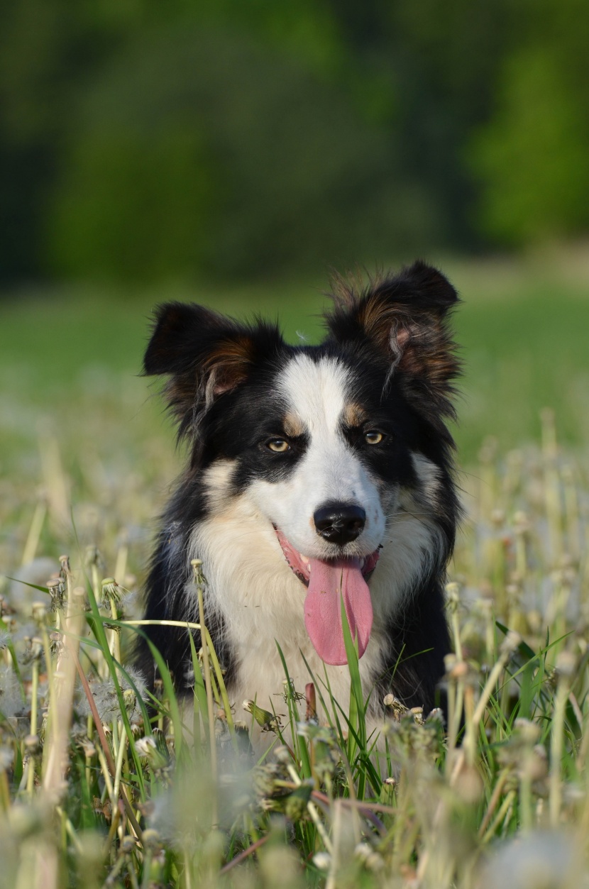 忠誠溫順的牧羊犬圖片