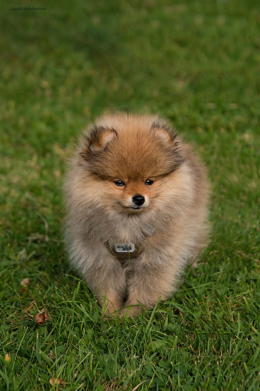 呆萌的松獅犬圖片