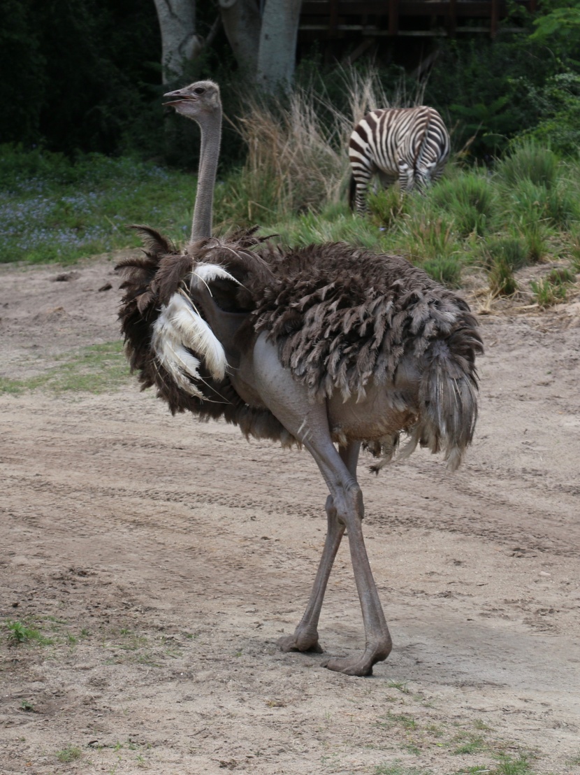 野生鴕鳥高清圖片