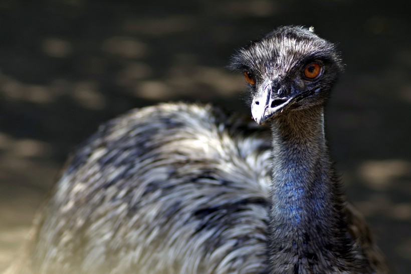 野生鴕鳥高清圖片