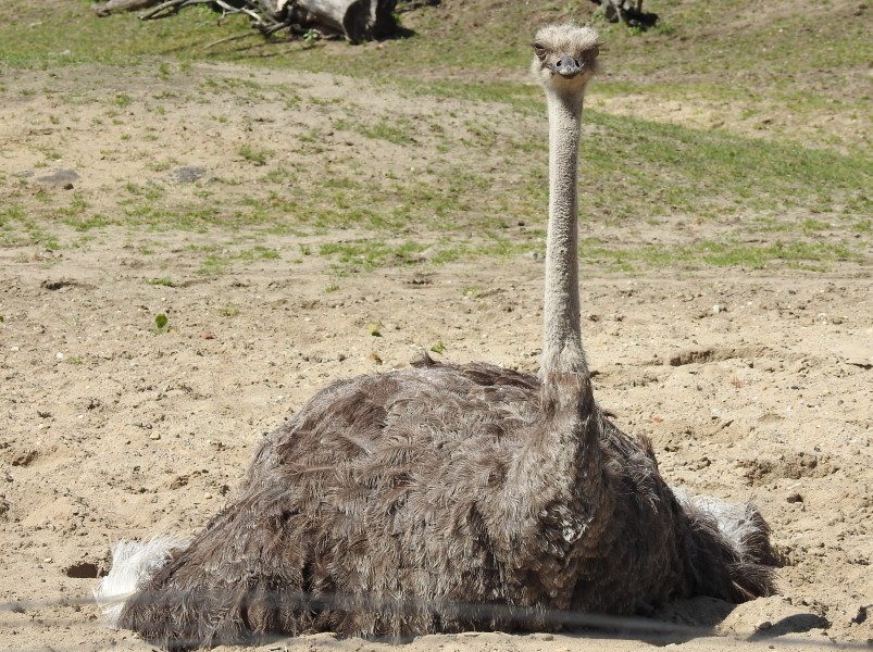 野生鴕鳥高清圖片