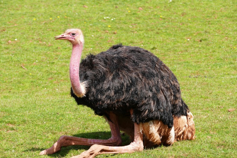 野生鴕鳥高清圖片