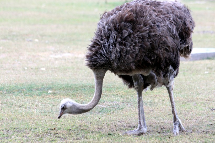 野生鴕鳥高清圖片