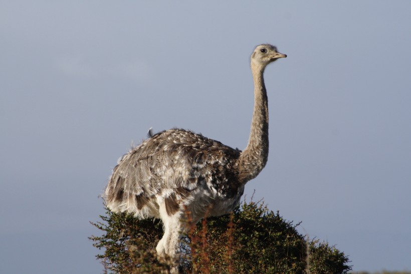 野生鴕鳥高清圖片