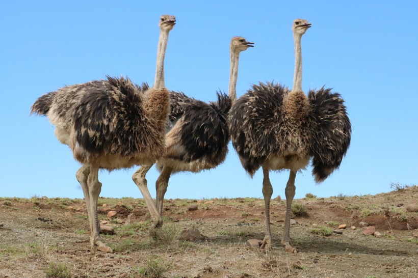 野生鴕鳥高清圖片