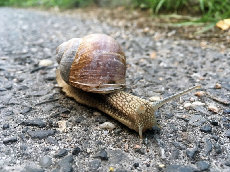 緩慢爬行的蝸牛圖片