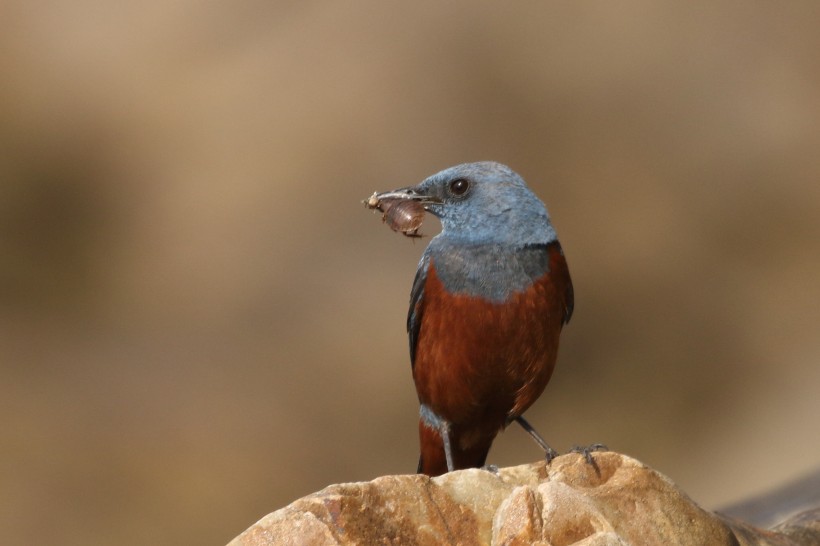 藍矶鸫鳥類圖片