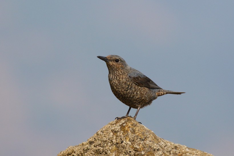 藍矶鸫鳥類圖片