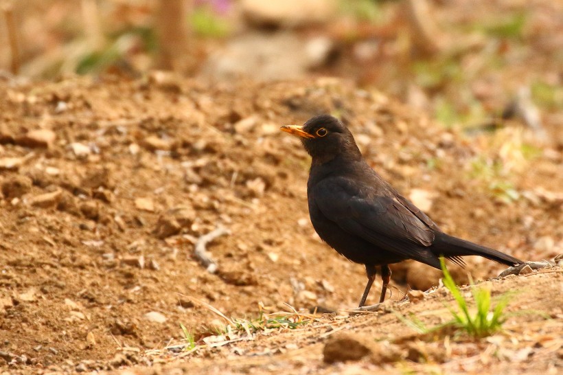 烏鸫鳥類圖片