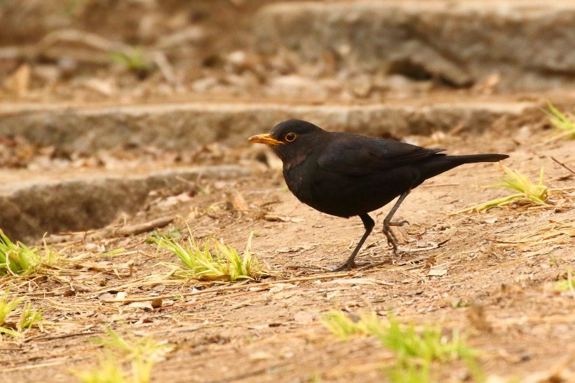 烏鸫鳥類圖片