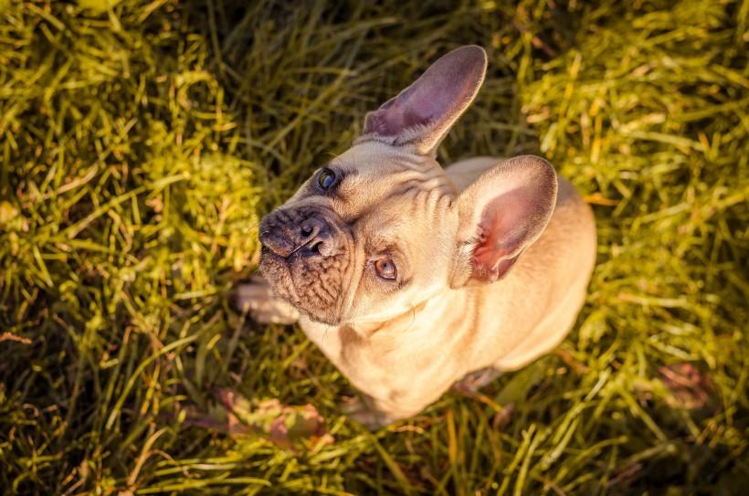 鬥牛犬圖片