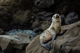  呆萌可愛的海獅圖片