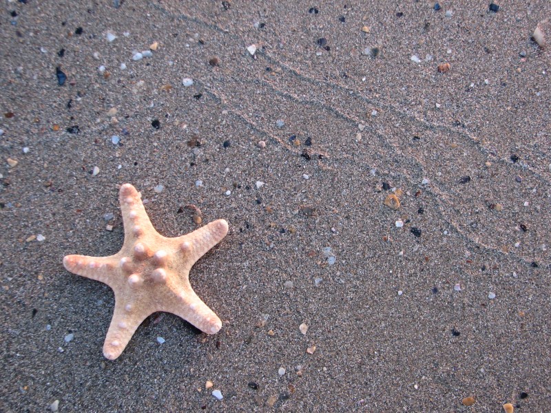 五個角的海星圖片