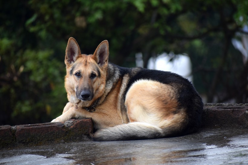 獵犬圖片