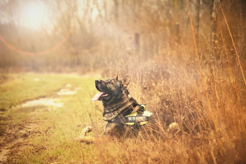 獵犬圖片