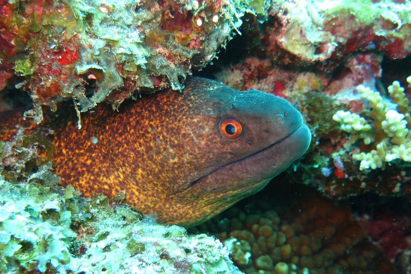 水裡的鳗魚圖片