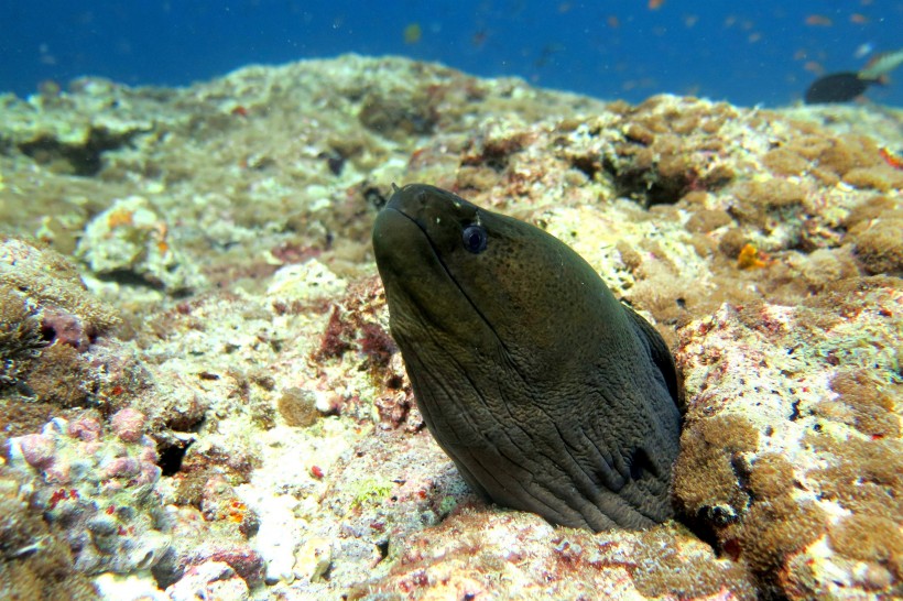 水裡的鳗魚圖片