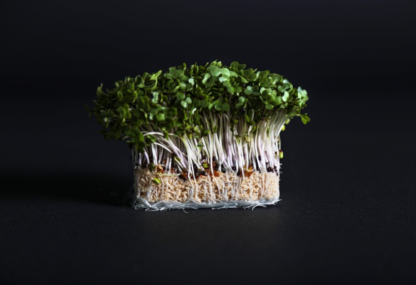 新鮮健康的豆芽圖片