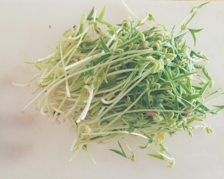 新鮮健康的豆芽圖片