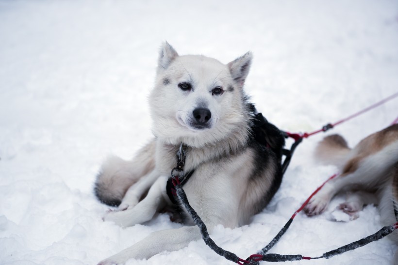 雪地上的雪橇犬圖片