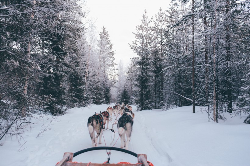 雪地上的雪橇犬圖片