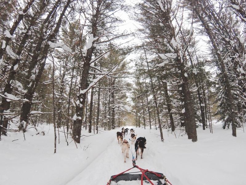 雪地上的雪橇犬圖片