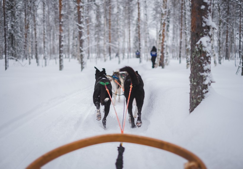 雪地上的雪橇犬圖片