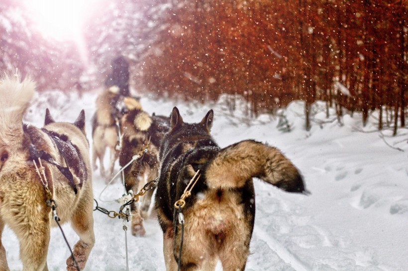 雪地上的雪橇犬圖片