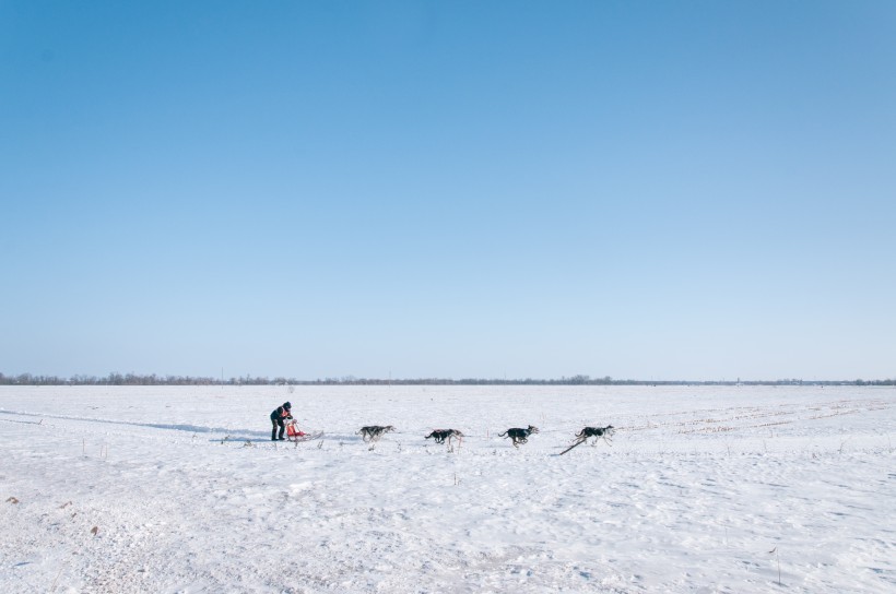 雪地上的雪橇犬圖片