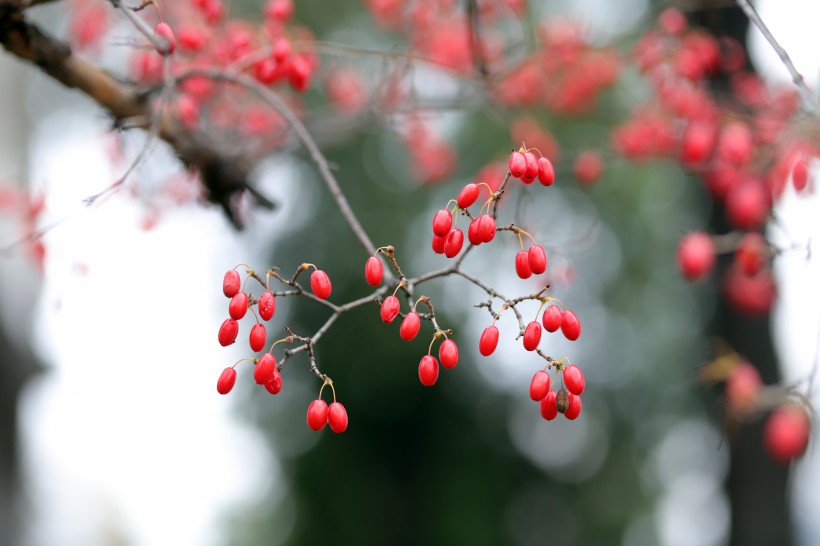 豔如瑪瑙的紅色茱萸果實圖片
