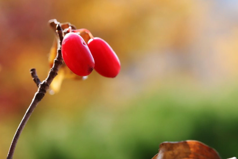 豔如瑪瑙的紅色茱萸果實圖片