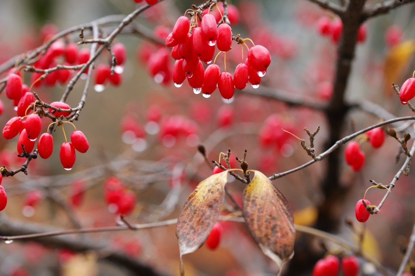 豔如瑪瑙的紅色茱萸果實圖片