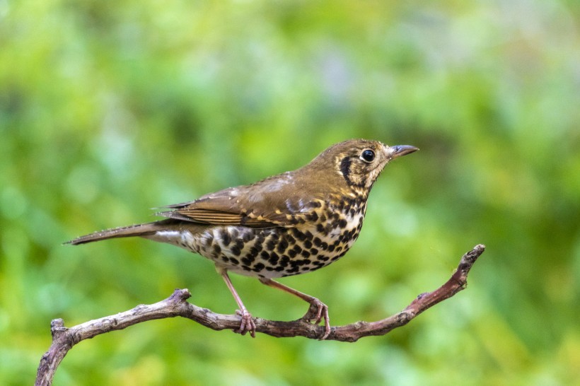 寶興歌鸫鳥類圖片