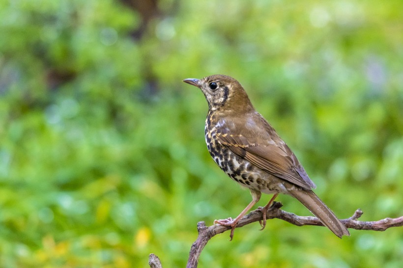 寶興歌鸫鳥類圖片