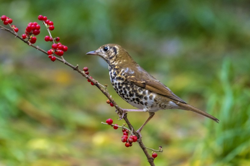 寶興歌鸫鳥類圖片